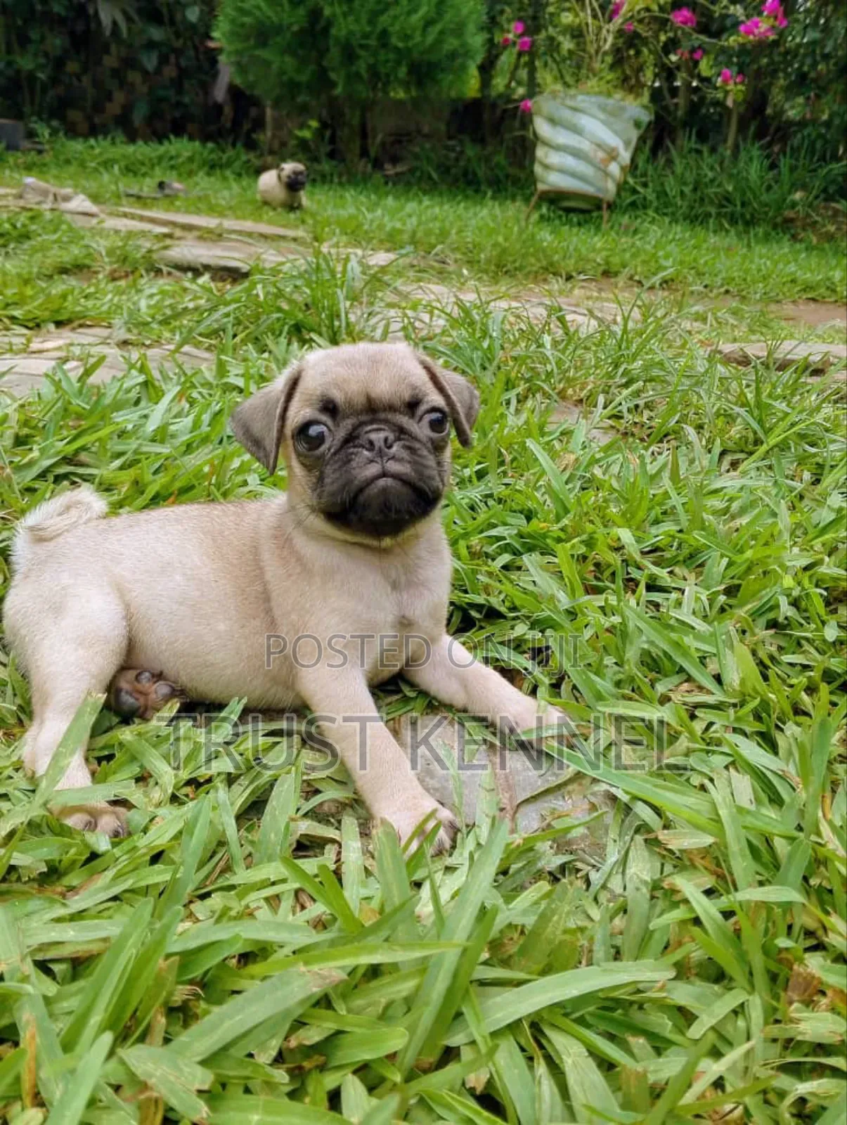 1-3 months Male Purebred Pug