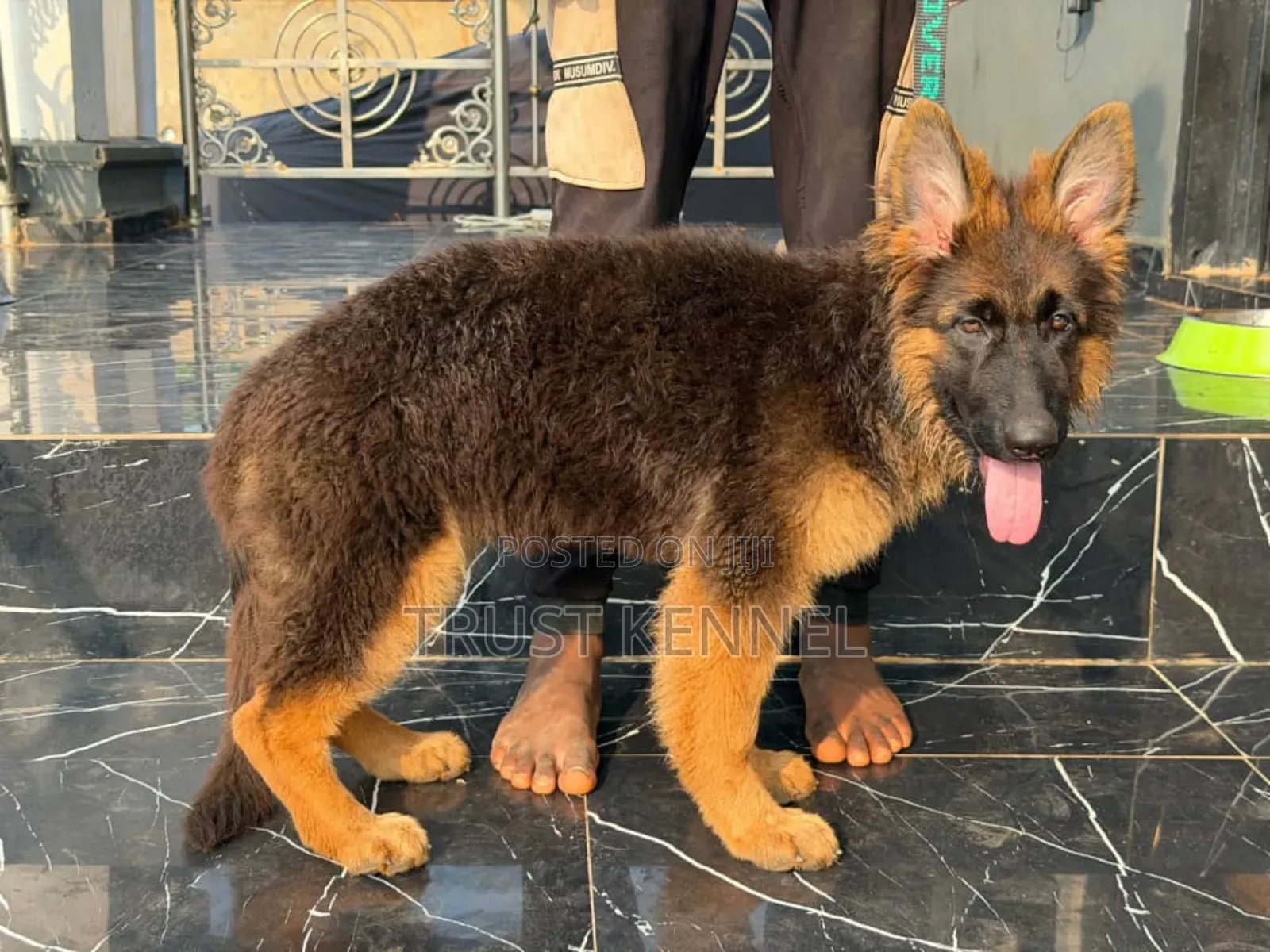 1-3 months Male Purebred German Shepherd