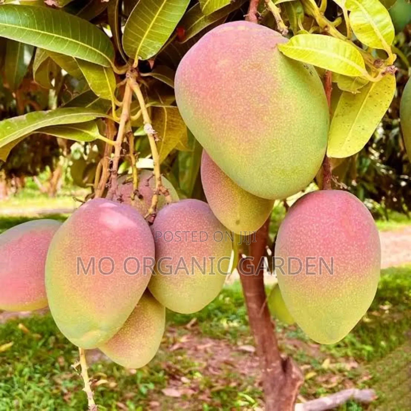 Kent Mango Plant Seedling