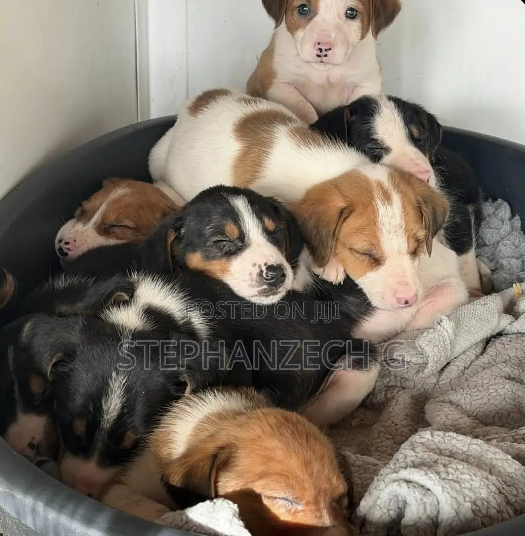 1-3 months Female Mixed Breed German Shepherd