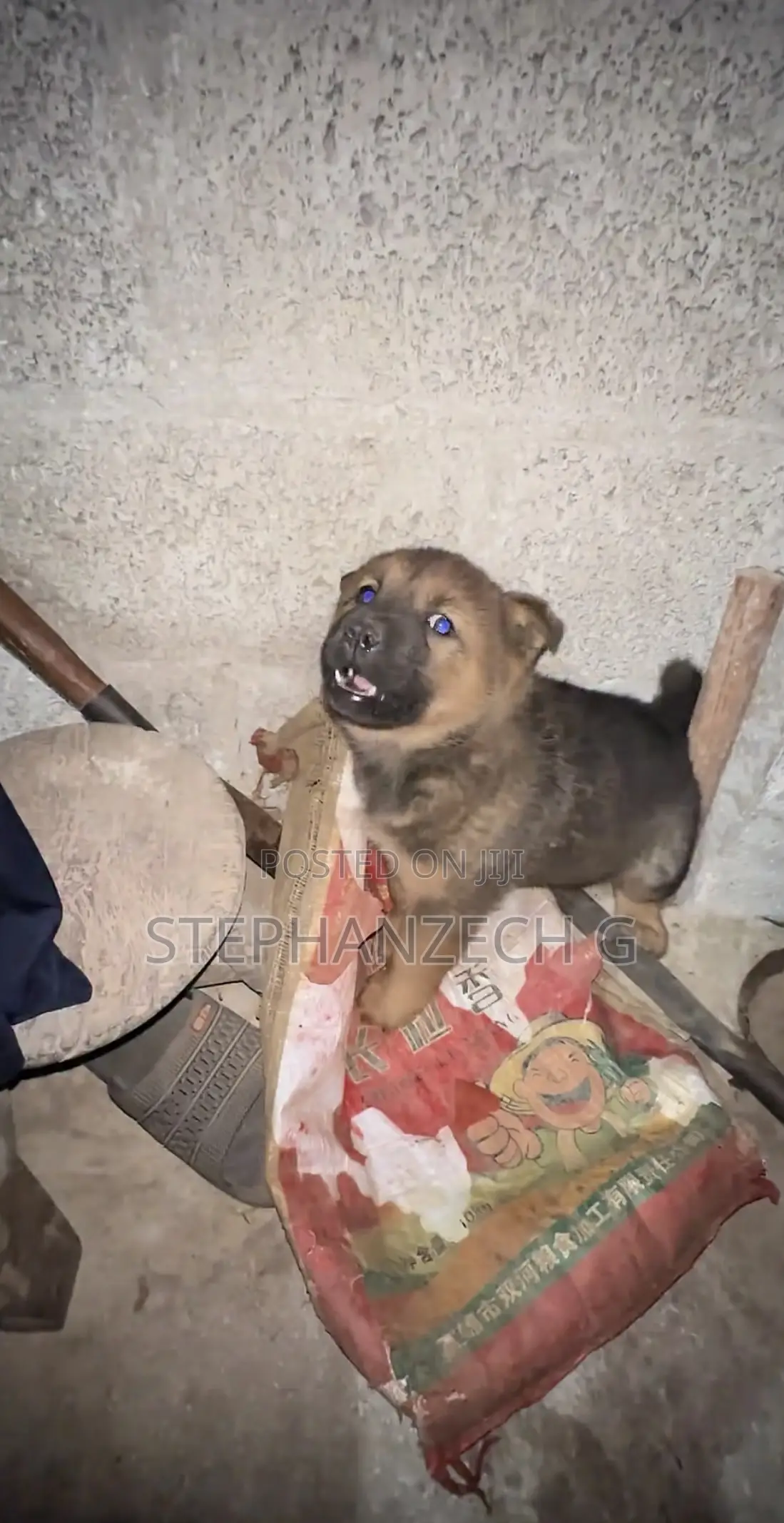 1-3 months Female Mixed Breed German Shepherd