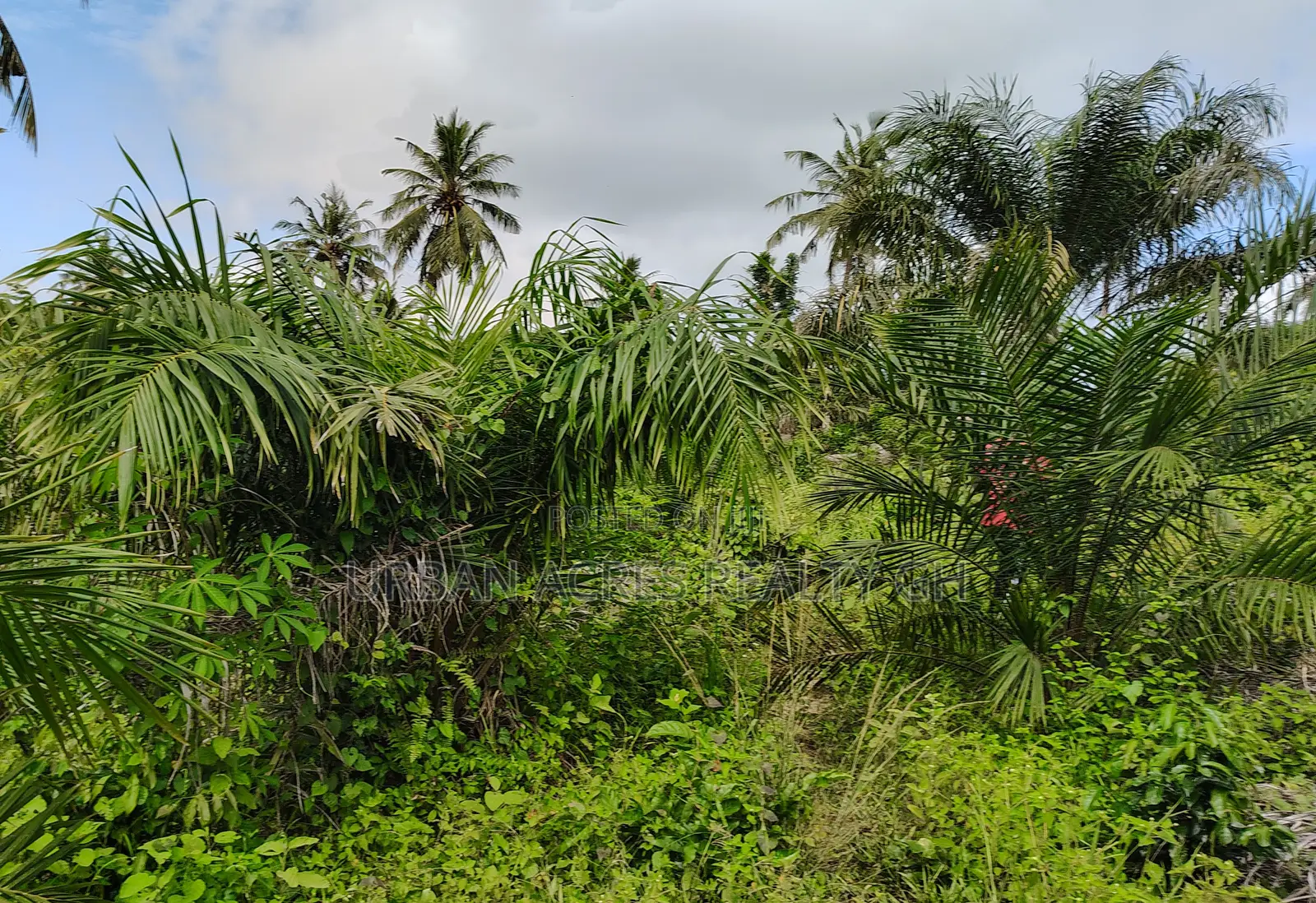 Western Region, Beposo (Dunkwa) _ 10+ Acres Farmland