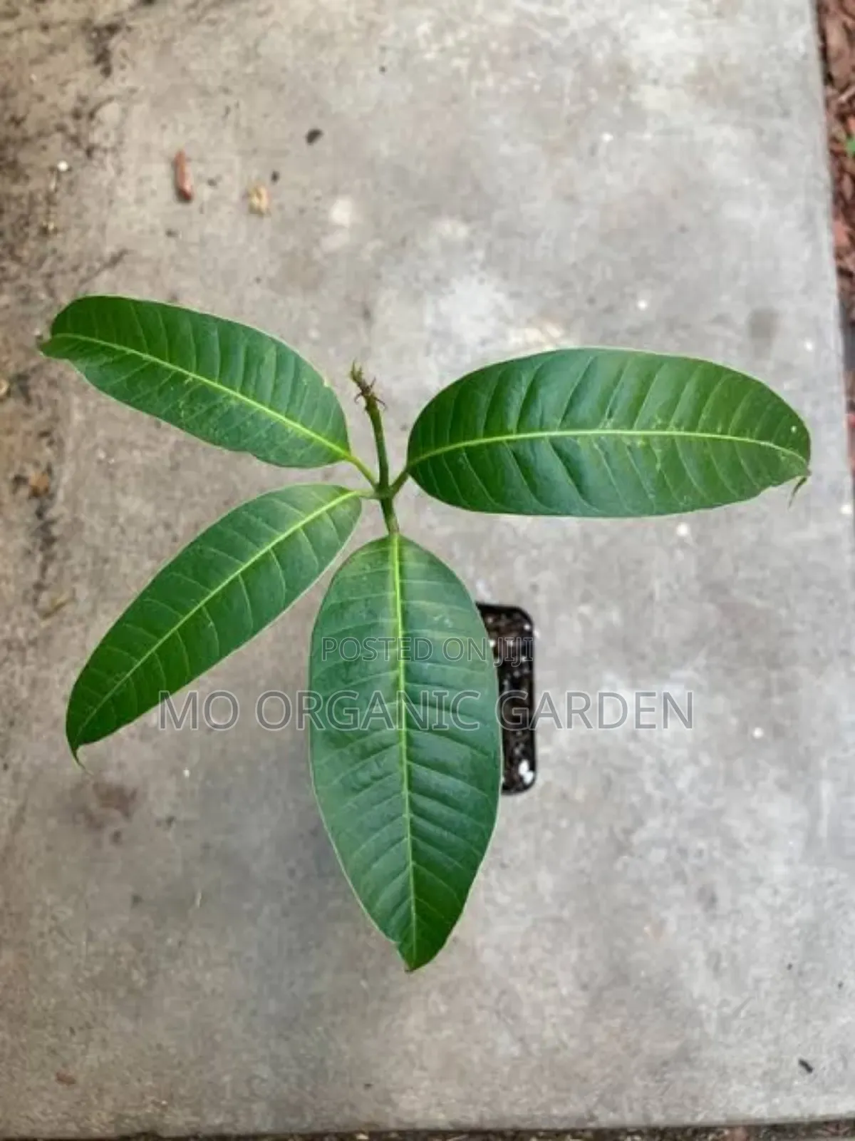 Alphonse Mango Plant Seedling