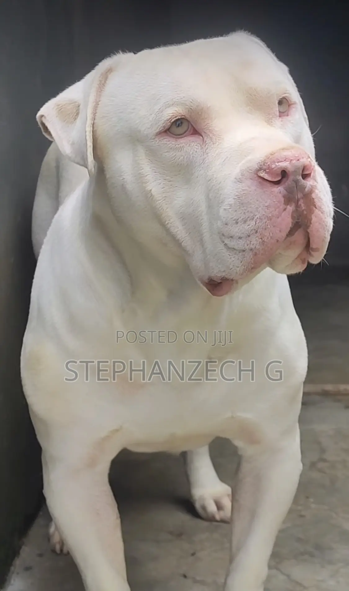 1+ year Male Purebred American Bully