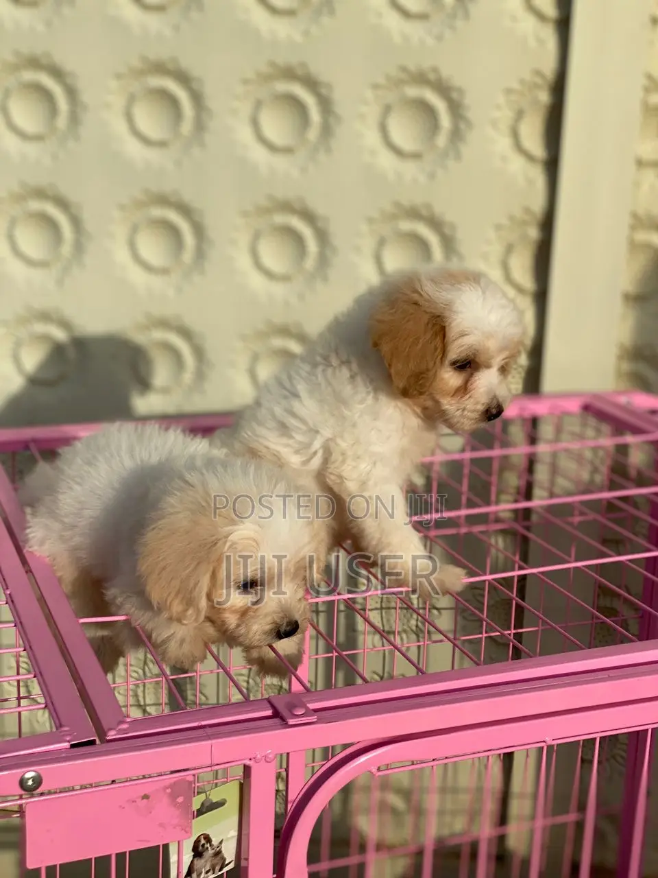 1-3 months Male Purebred Poodle