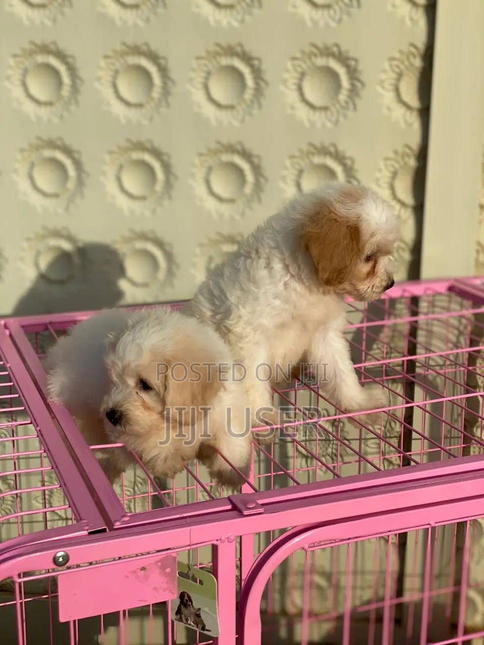1-3 months Male Purebred Poodle