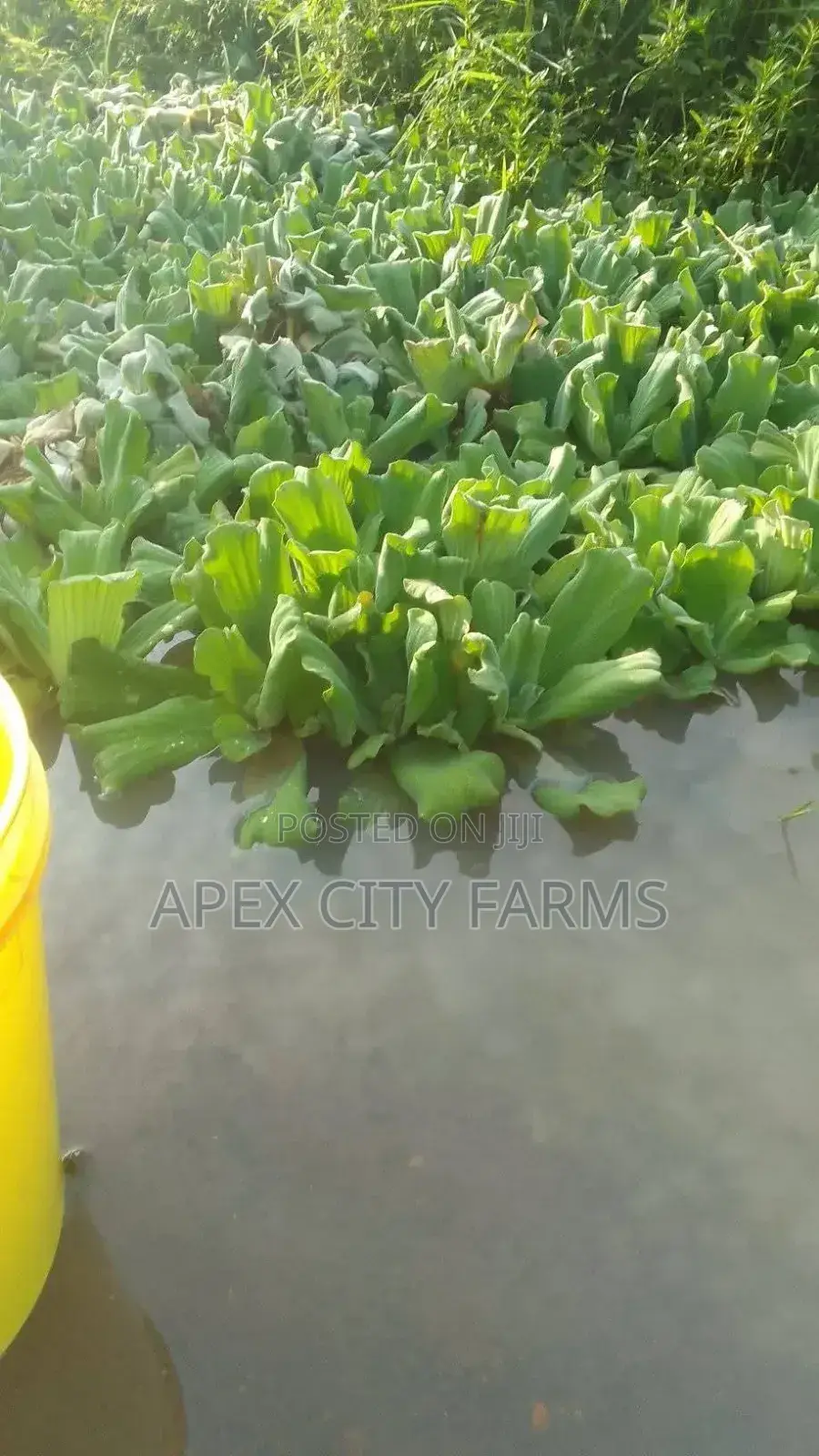 Apex Water Letuce, for Catfish , Pigs, Ducks, Ponds Abs Aquariums