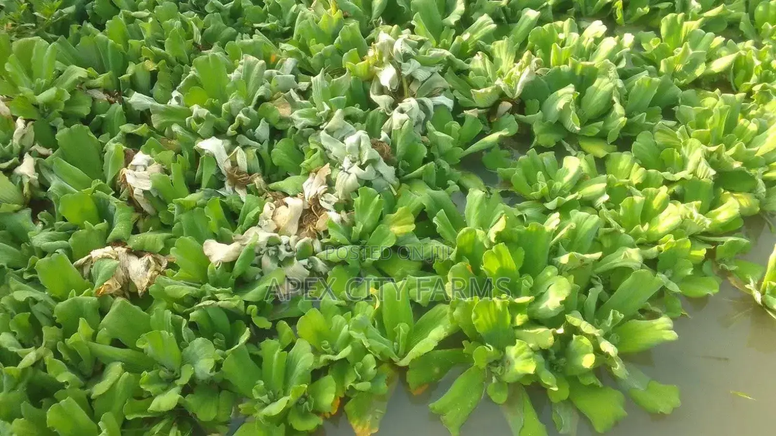 Apex Water Letuce, for Catfish , Pigs, Ducks, Ponds Abs Aquariums