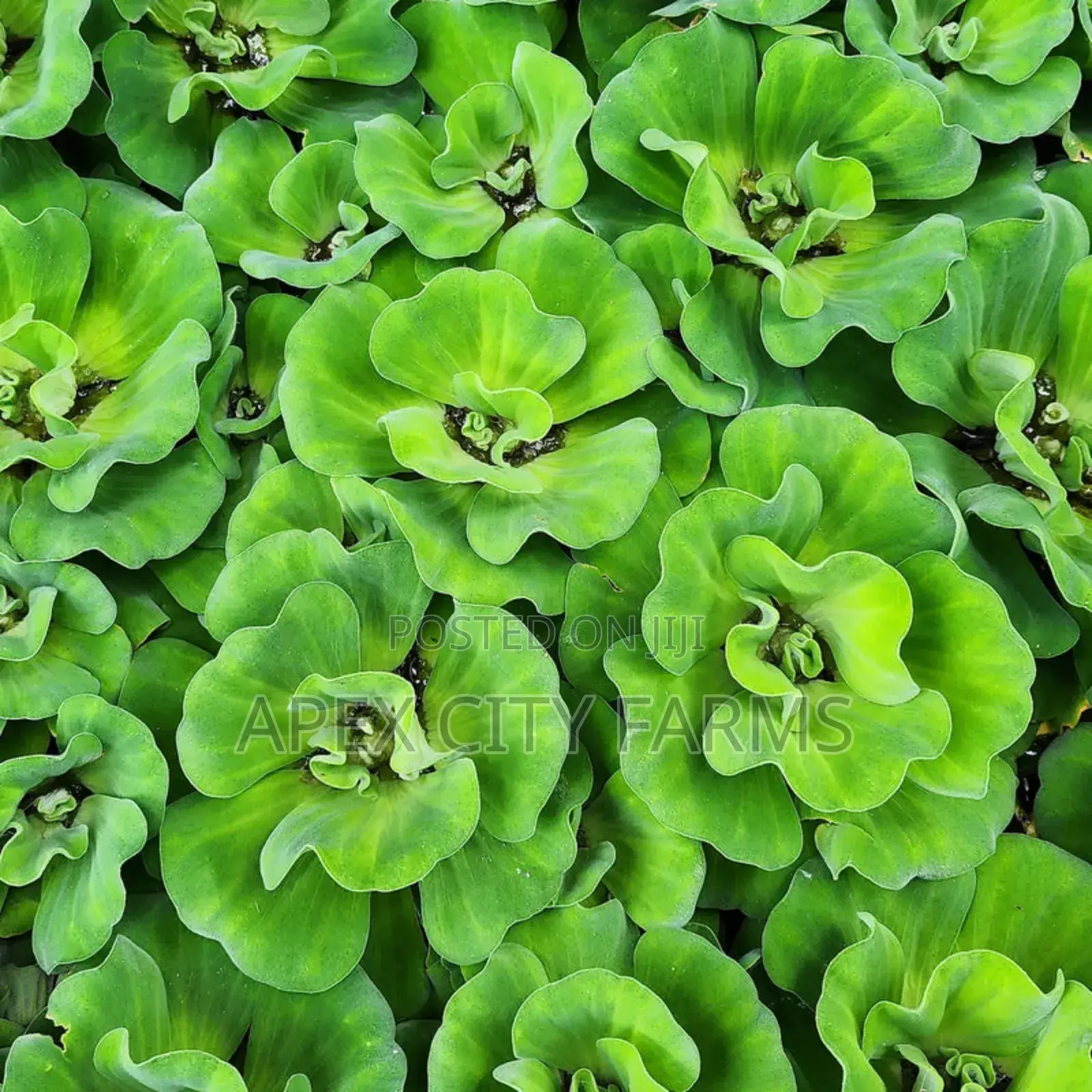 Apex Water Letuce, for Catfish , Pigs, Ducks, Ponds Abs Aquariums