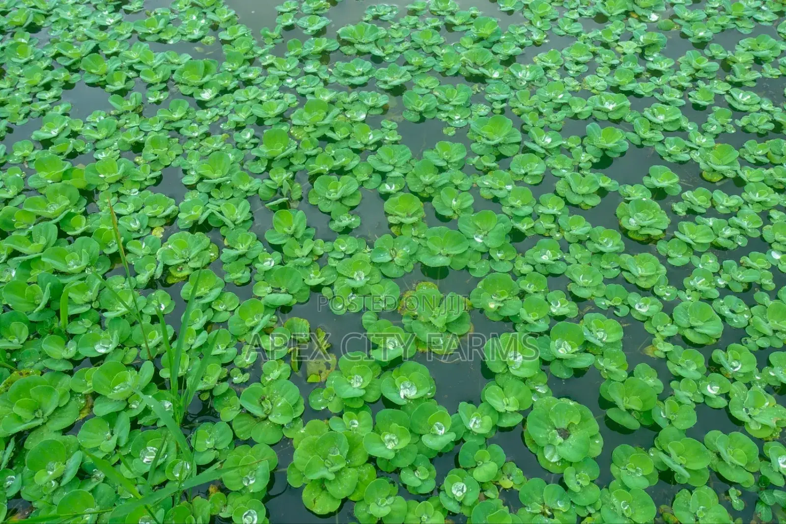 Apex Water Letuce, for Catfish , Pigs, Ducks, Ponds Abs Aquariums