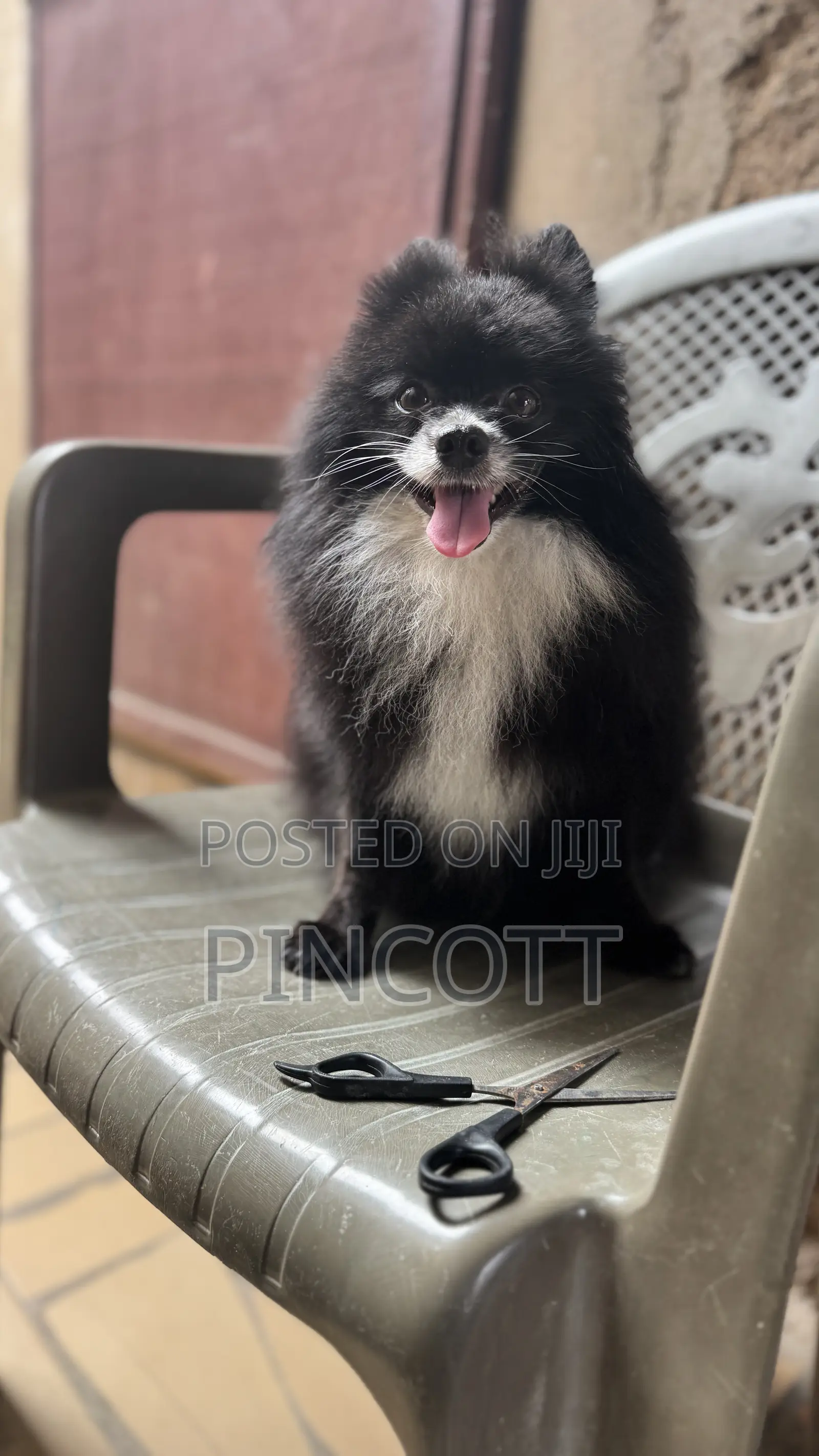 1+ year Male Purebred Pomeranian