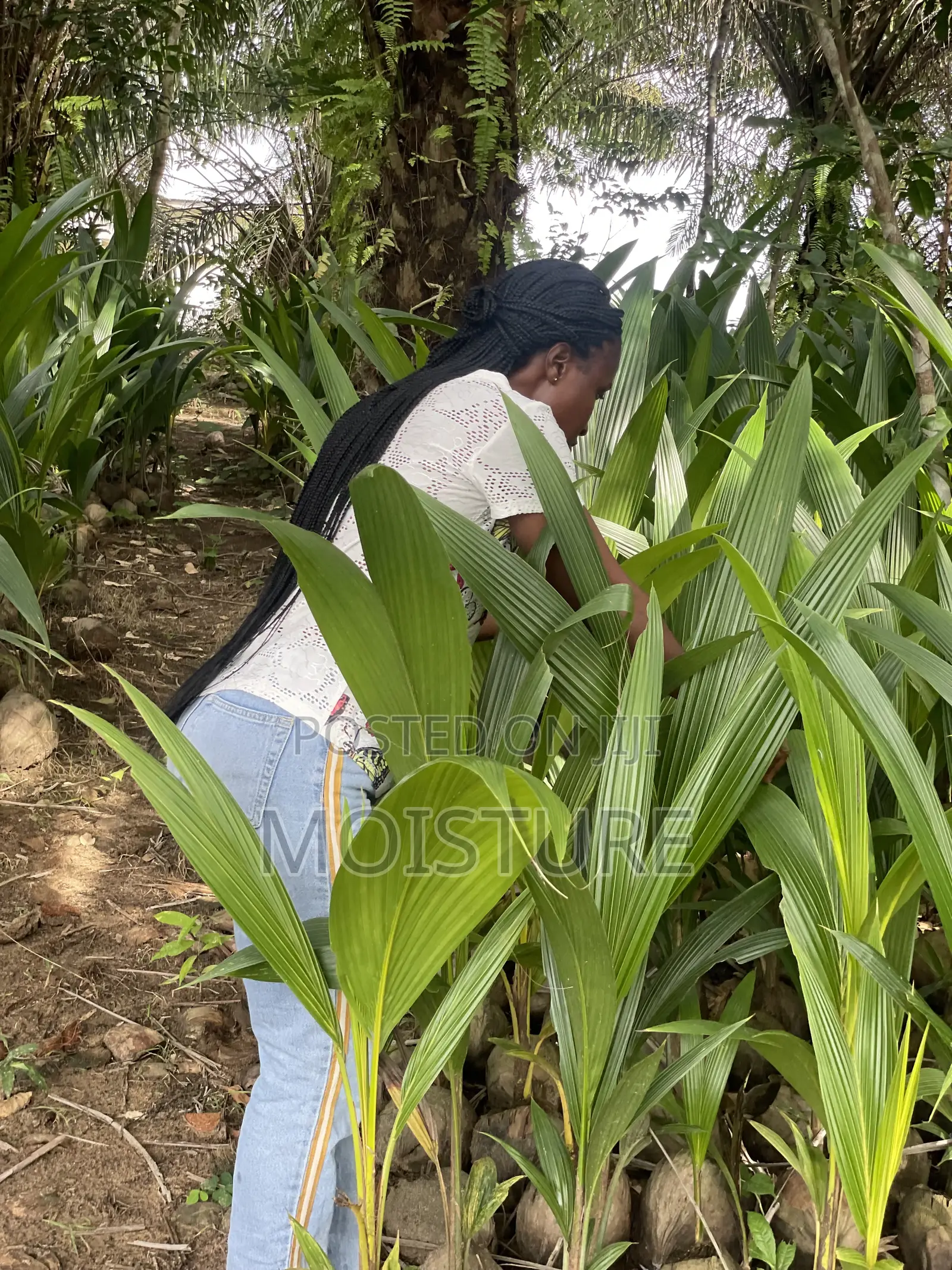 Hybrid Coconut Seedlings