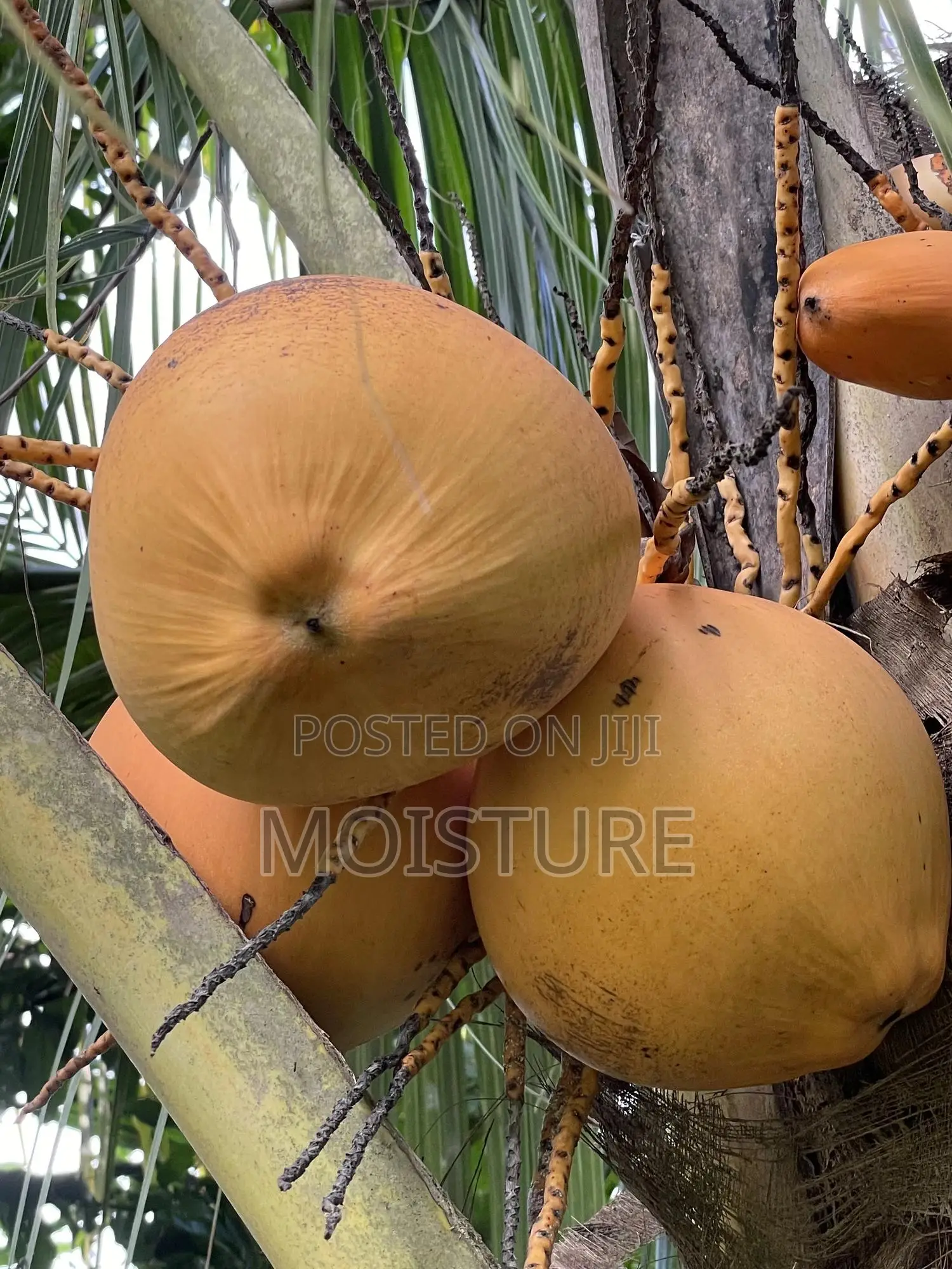 Healthy Hybrid Coconut (Yellow and Green).
