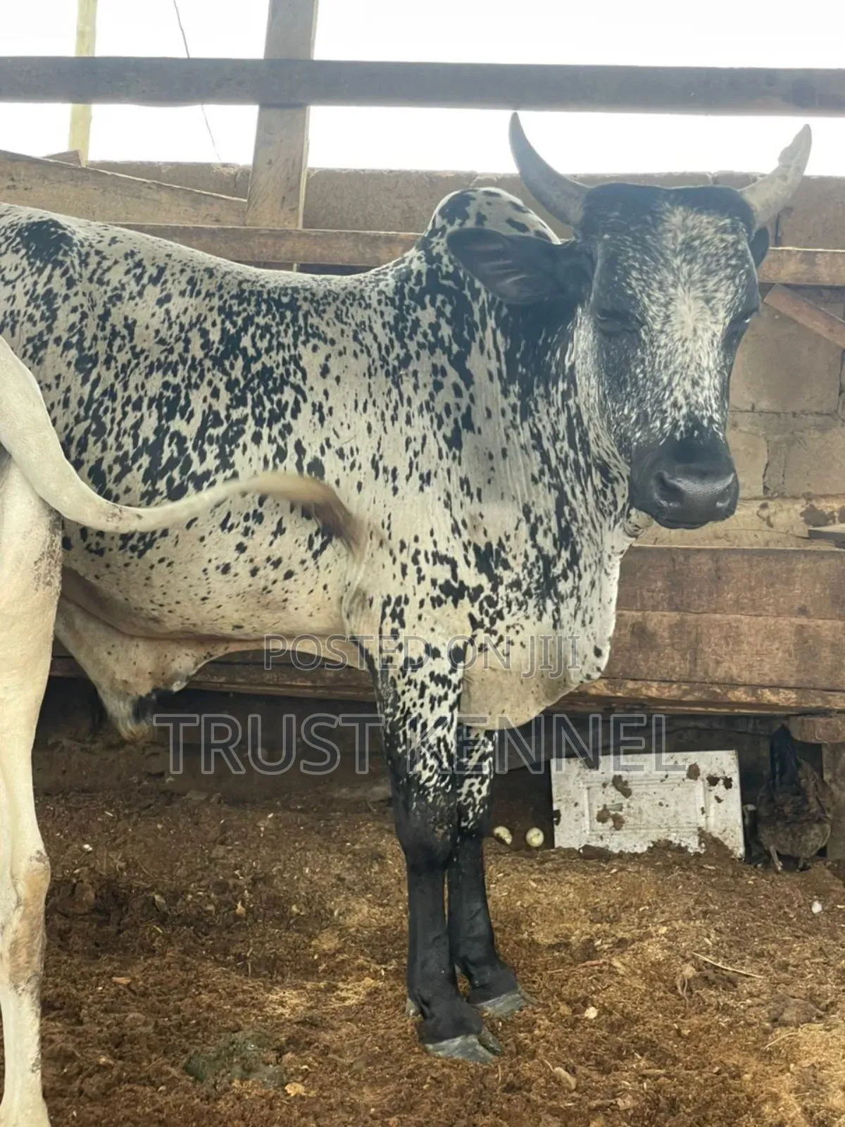 Healthy Cows