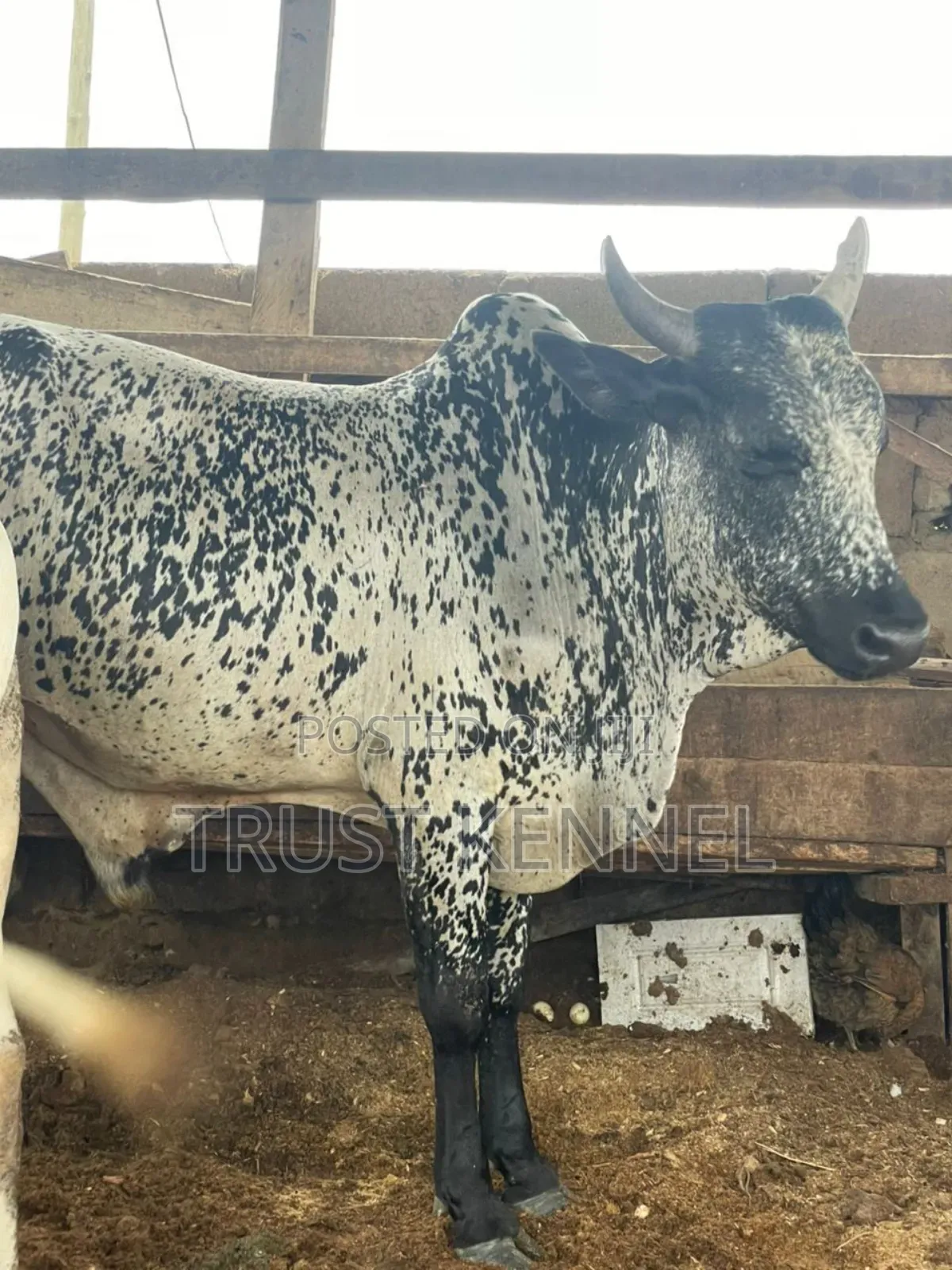 Healthy Cows