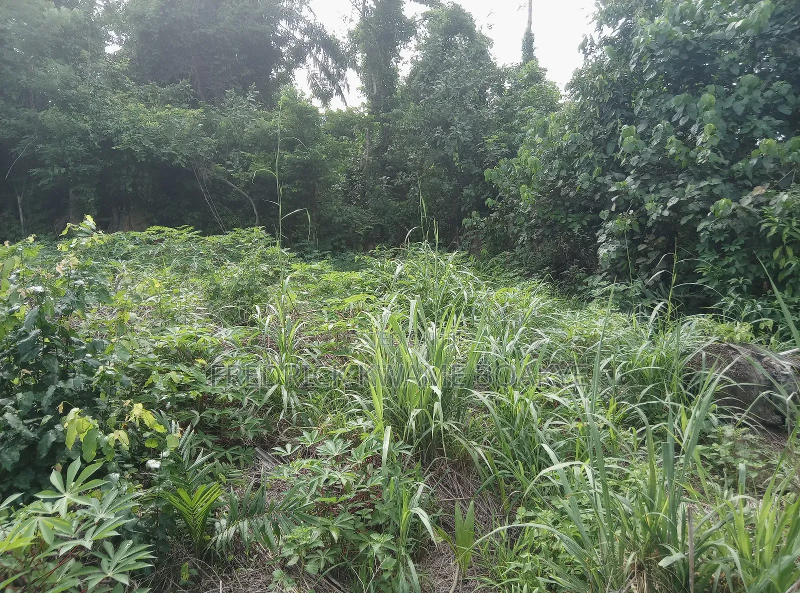 10 Acres of Farm Land for Sale at Mankranso Baaniekrom