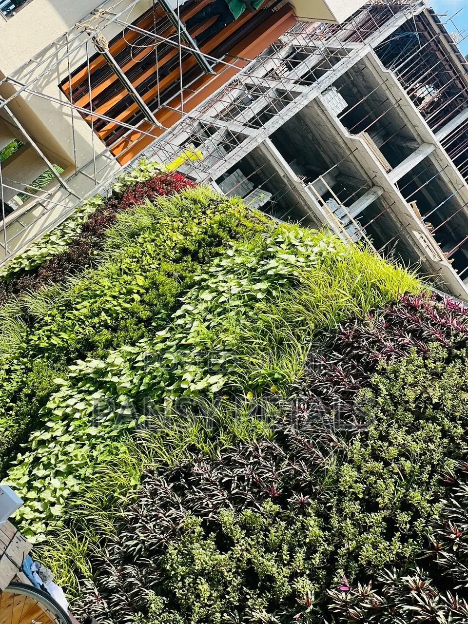 Greenwall/Vertical Garden