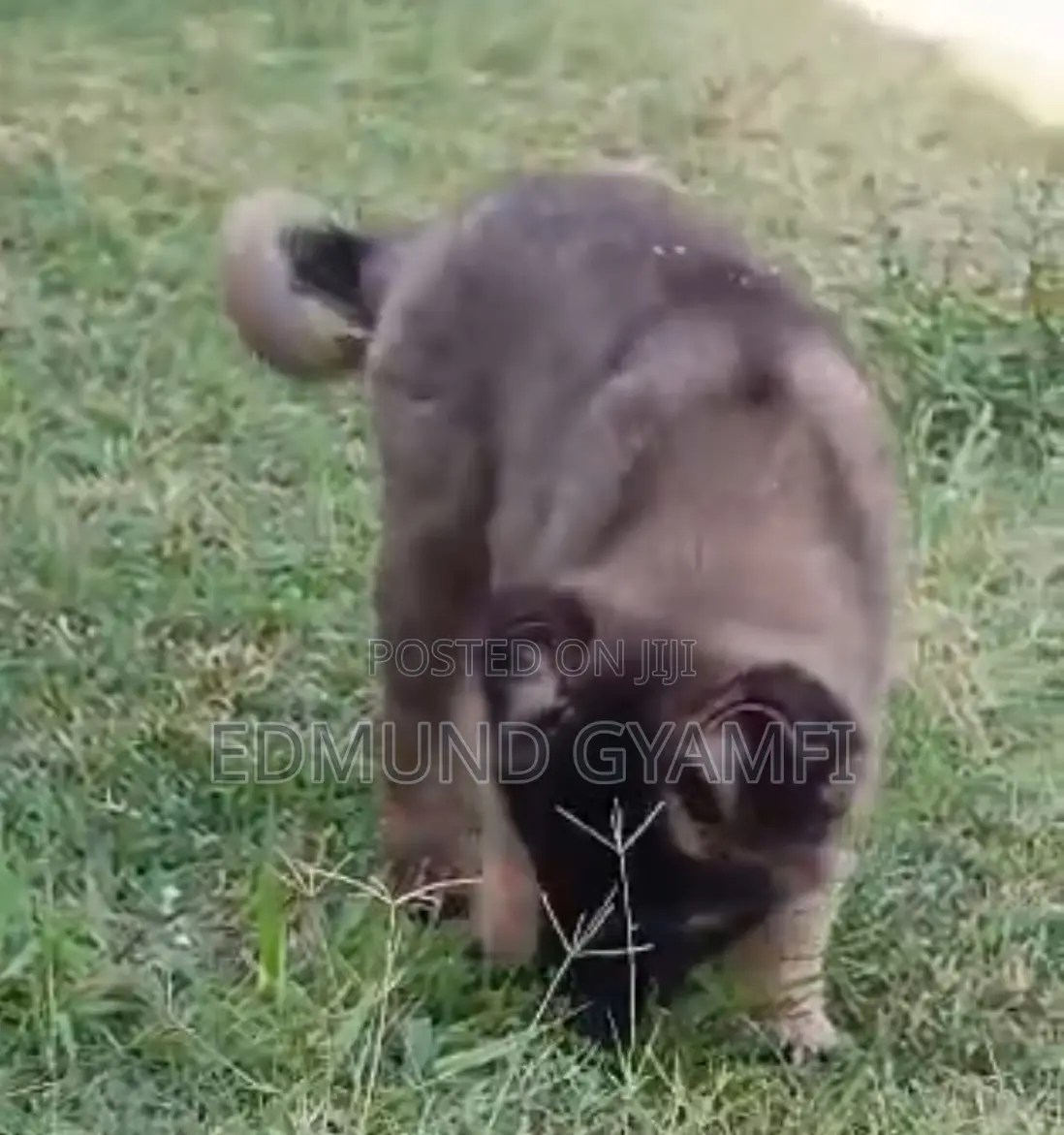 1-3 months Female Purebred Caucasian Shepherd