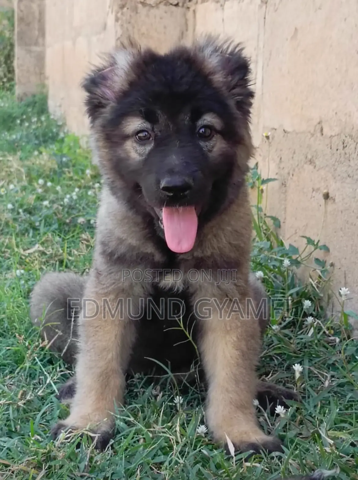 1-3 months Female Purebred Caucasian Shepherd
