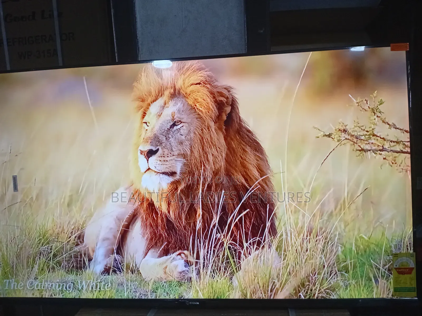 Sigma 55” Smart Led Tv – Next-Level Viewing