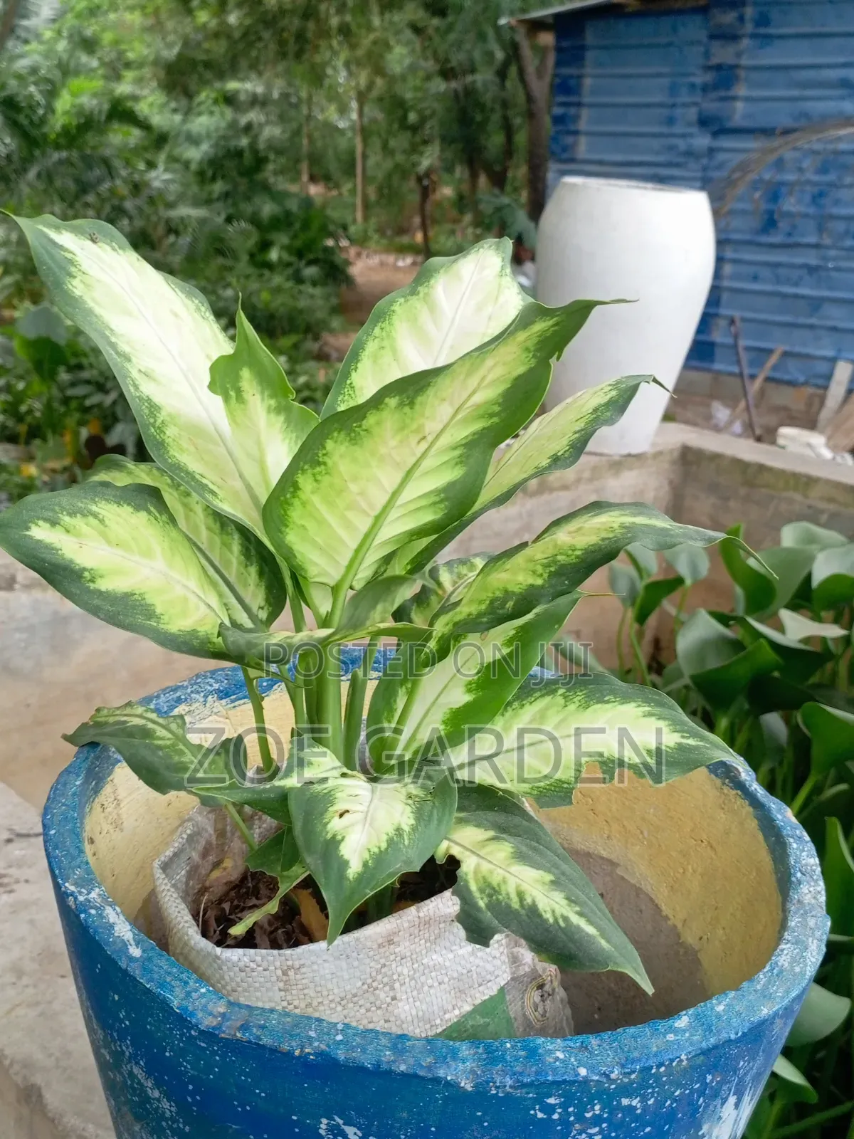 Agronema White