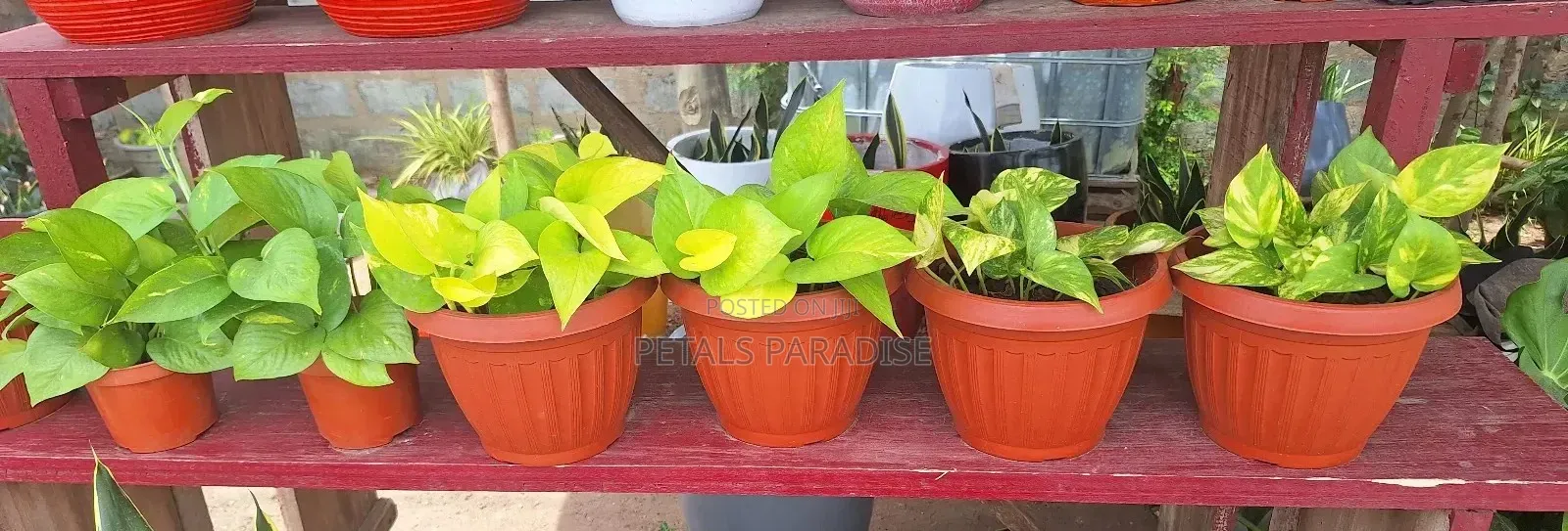 Money Plant for Sale