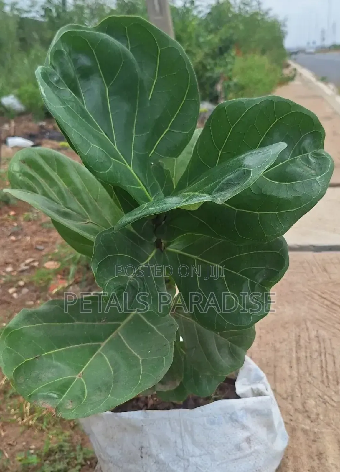 Fiddle Leaf for Sale