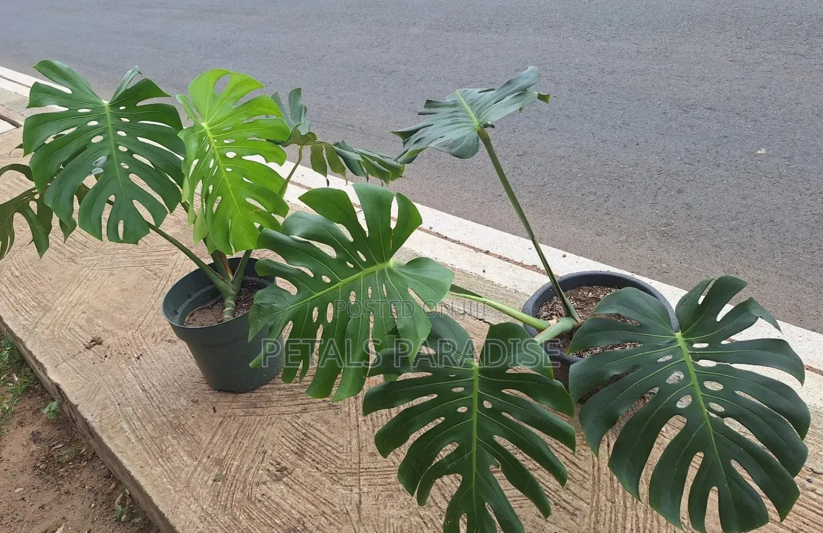Monstera for Sale
