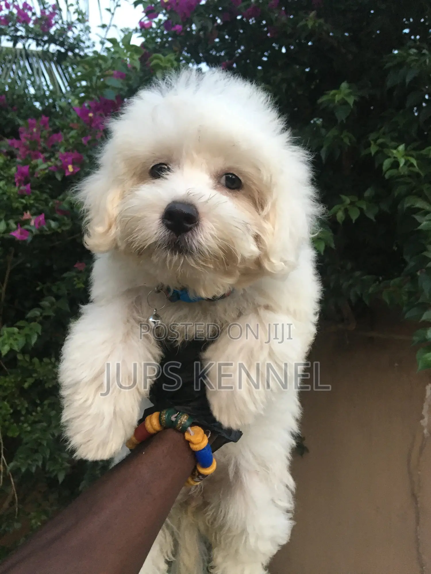 1-3 months Female Purebred Poodle