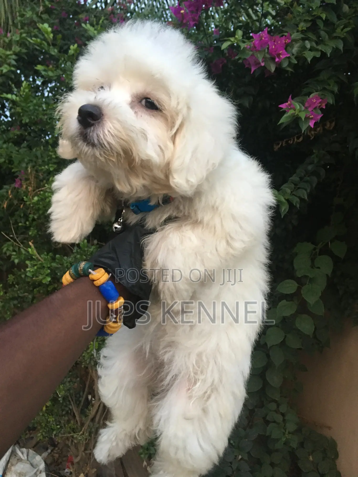 1-3 months Female Purebred Poodle