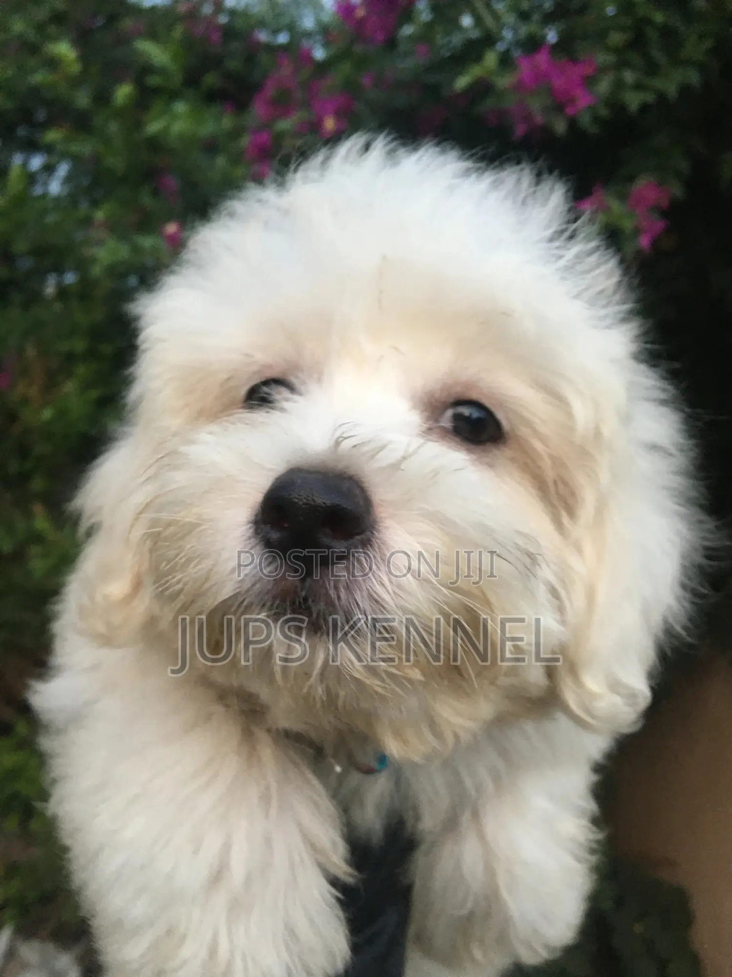 1-3 months Female Purebred Poodle
