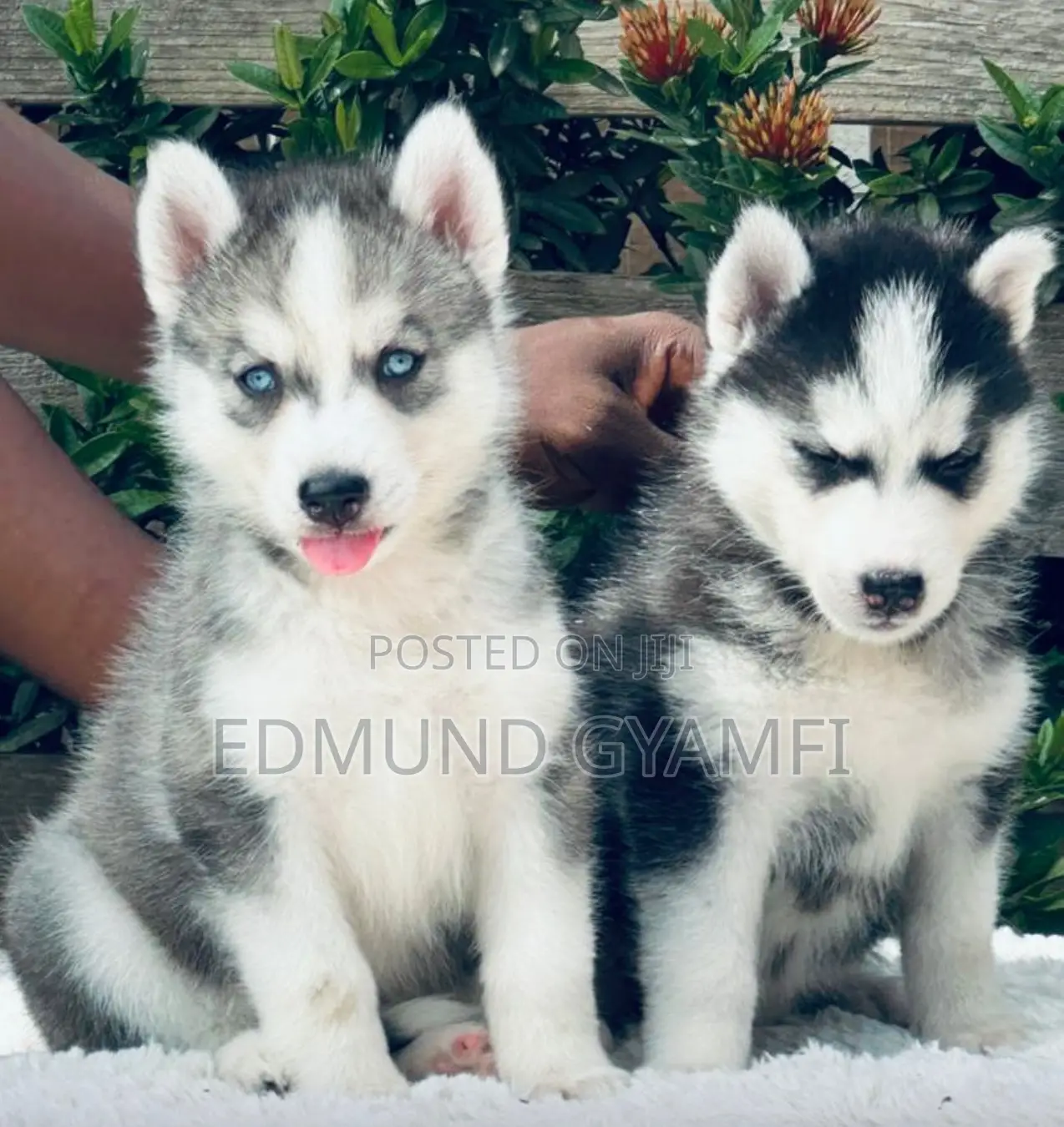 1-3 months Male Purebred Siberian Husky