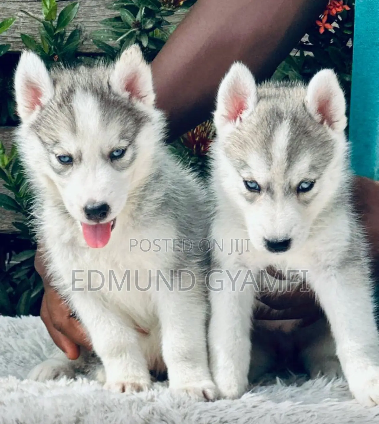 1-3 months Male Purebred Siberian Husky
