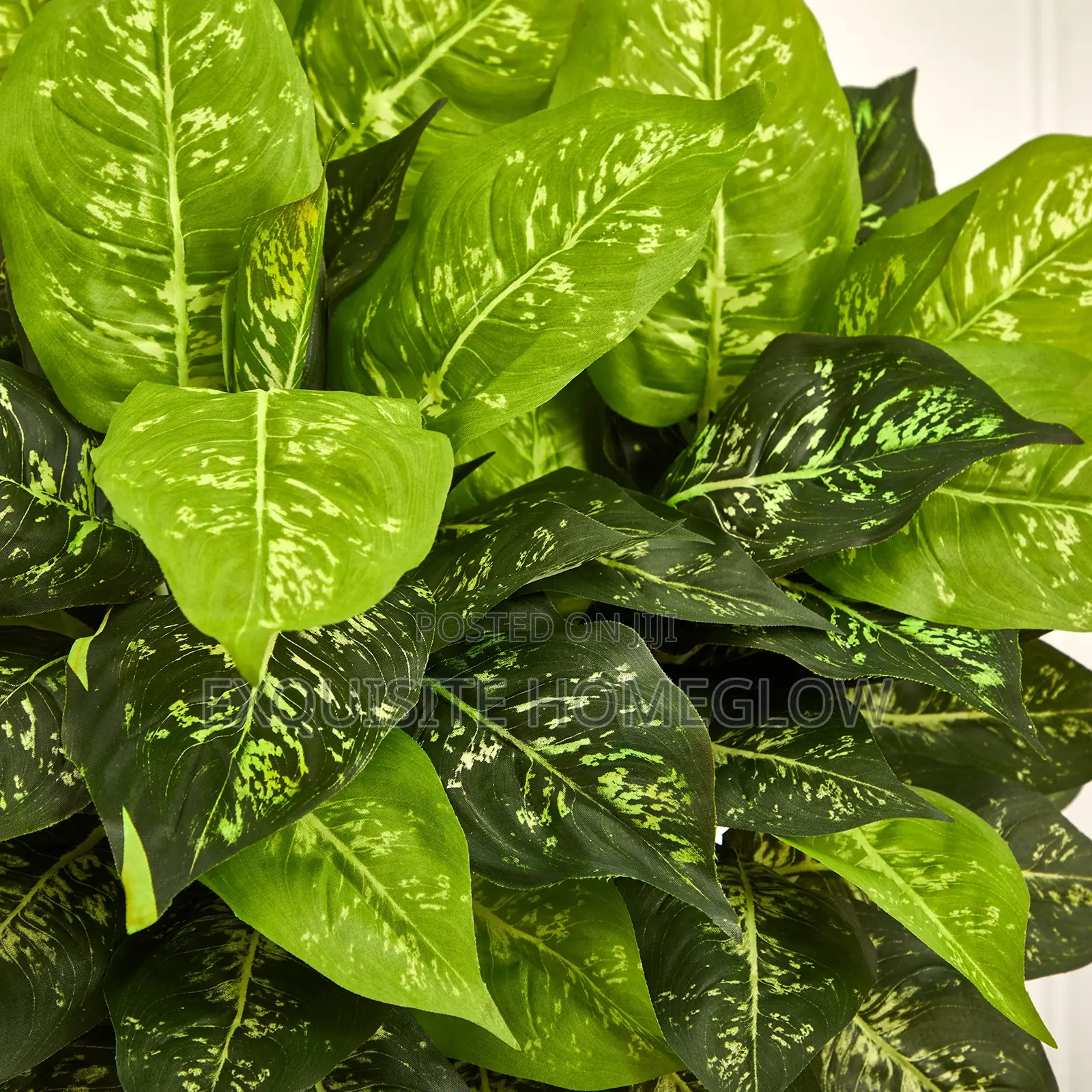 Artificial Dieffenbachia Plant Available In 80cm Tall
