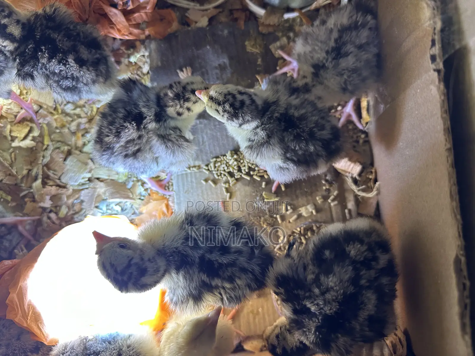 Hybrid Day Old Turkeys for Sale Ghc60