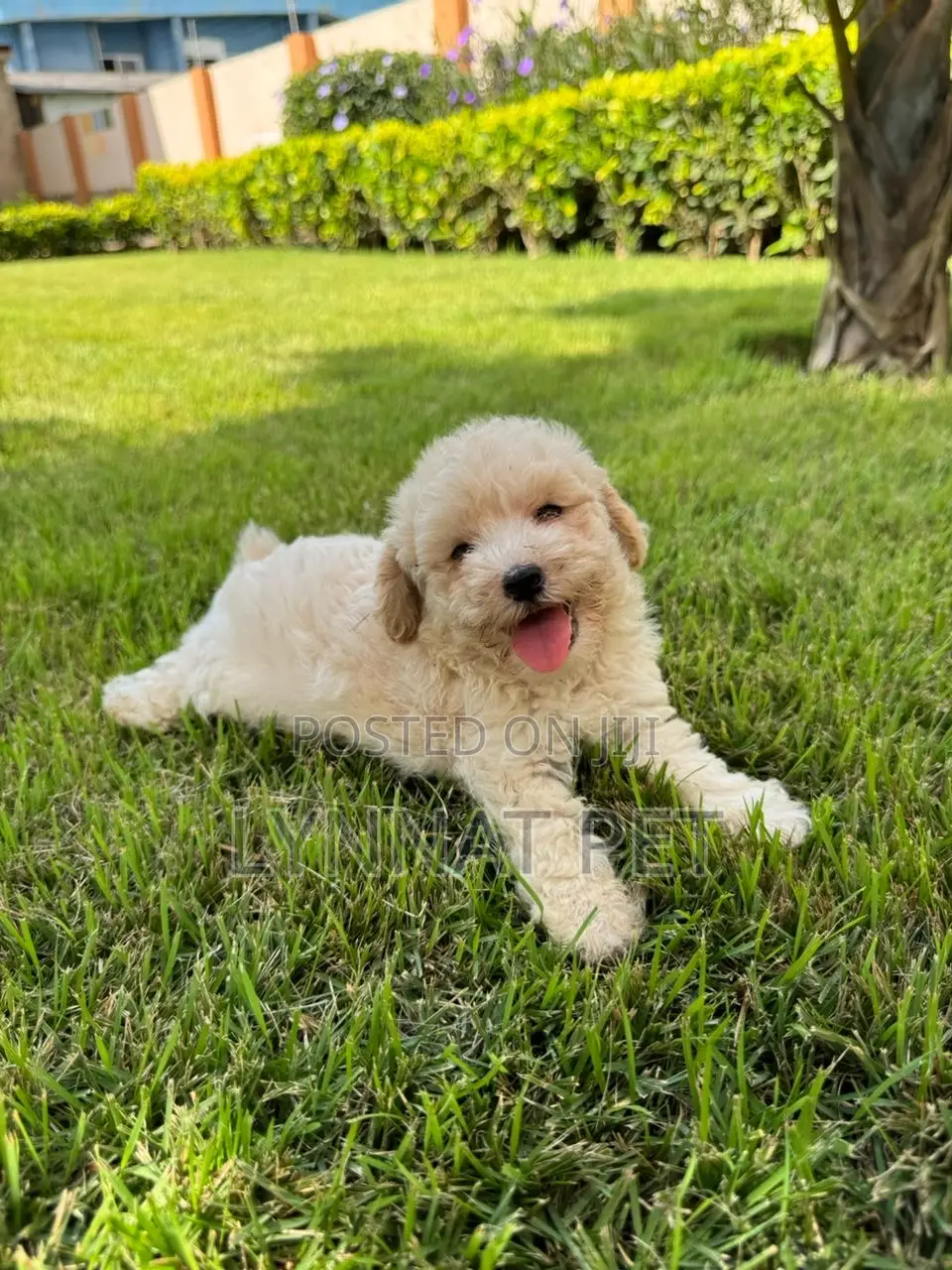 3-6 months Male Purebred Poodle