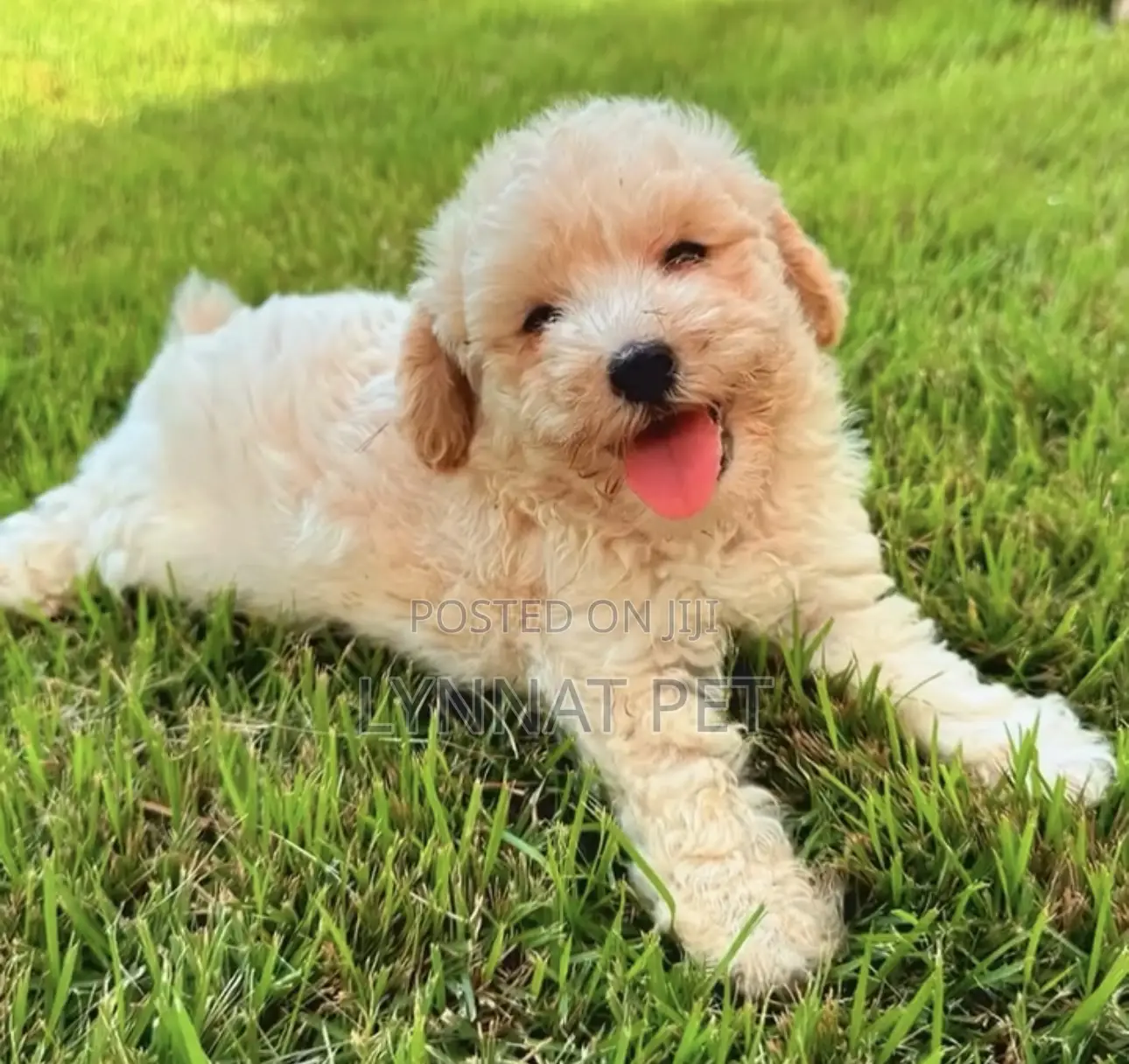 3-6 months Male Purebred Poodle