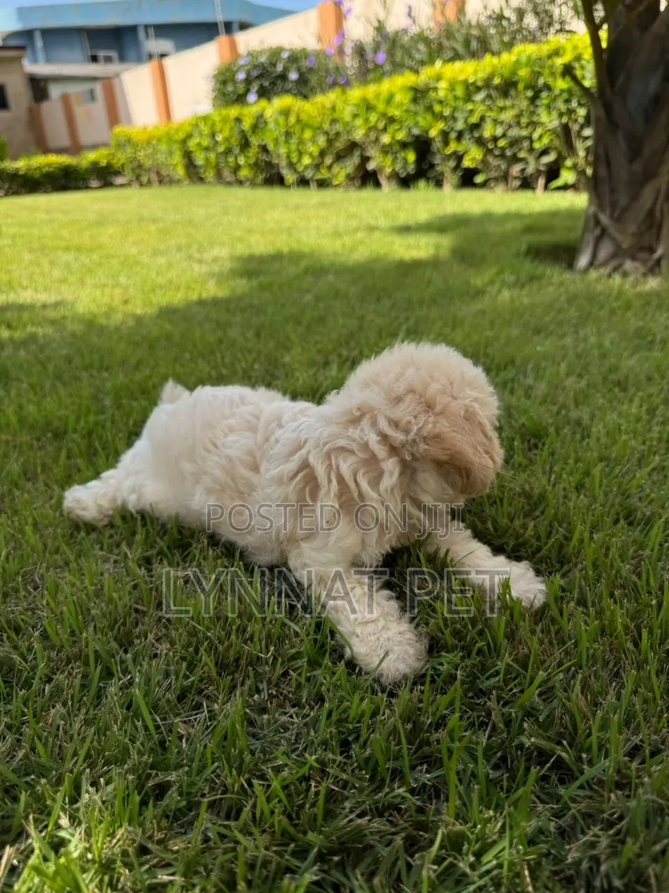 3-6 months Male Purebred Poodle