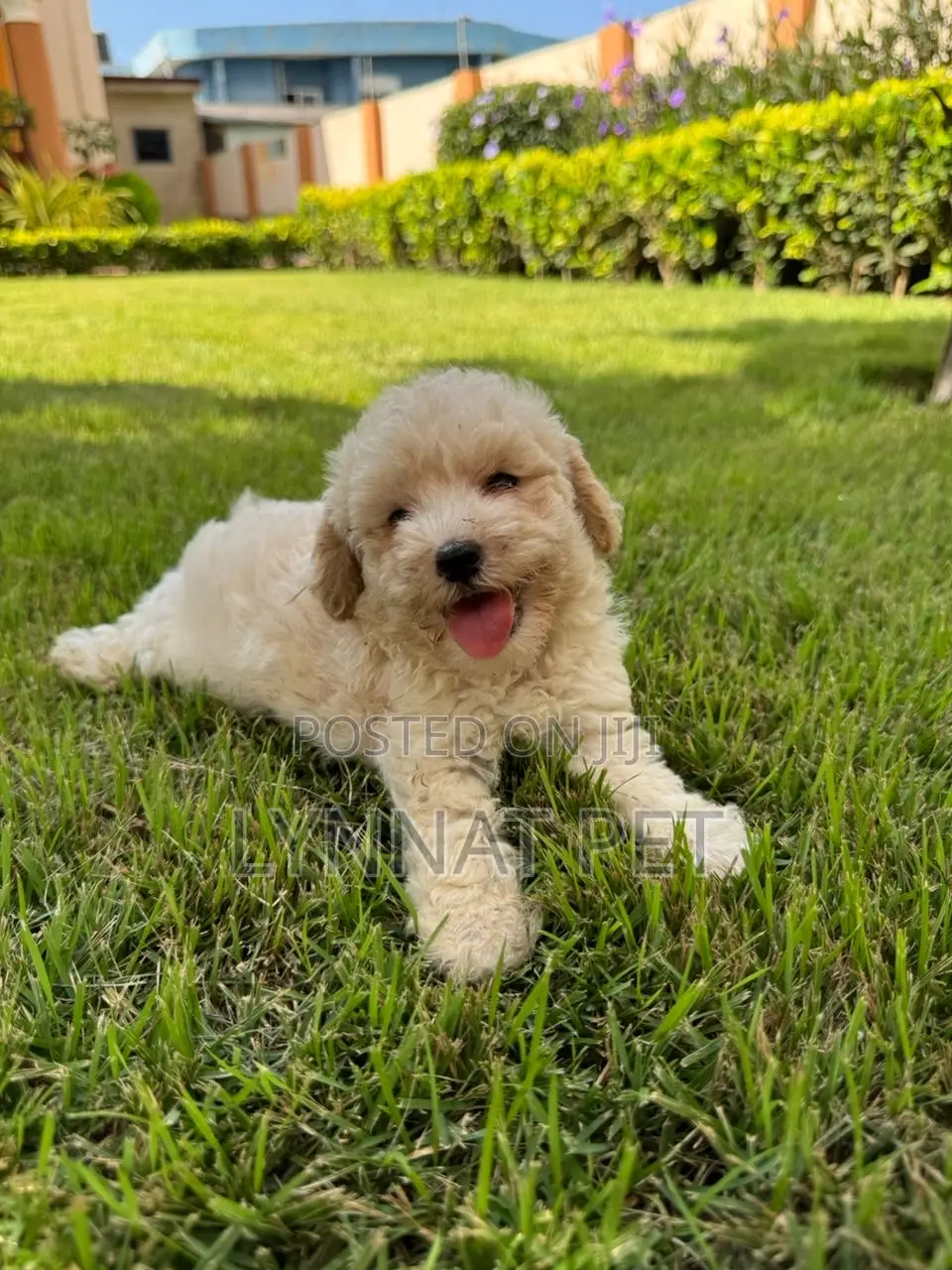 3-6 months Male Purebred Poodle