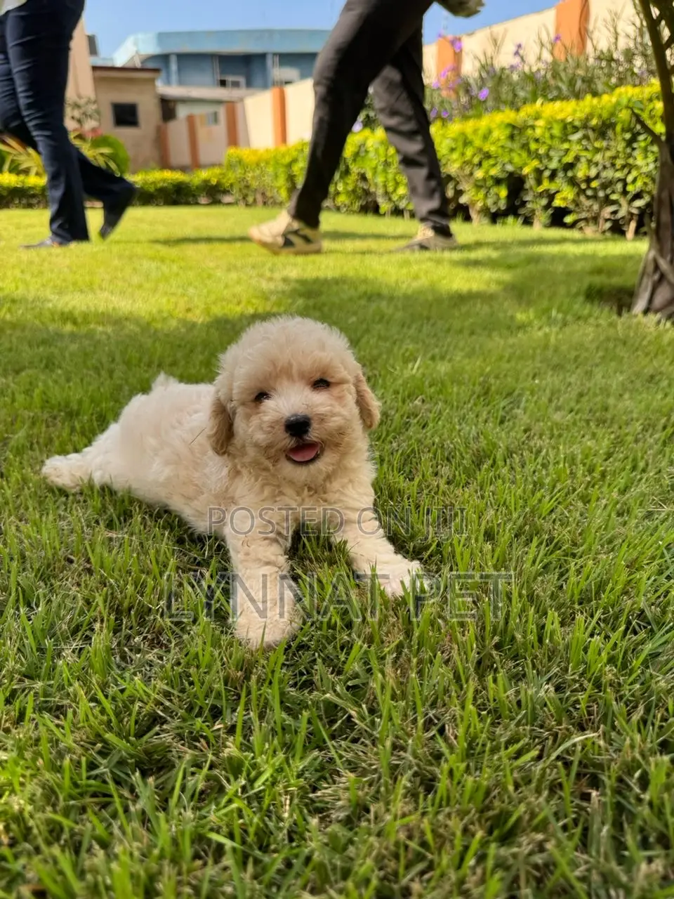 3-6 months Male Purebred Poodle
