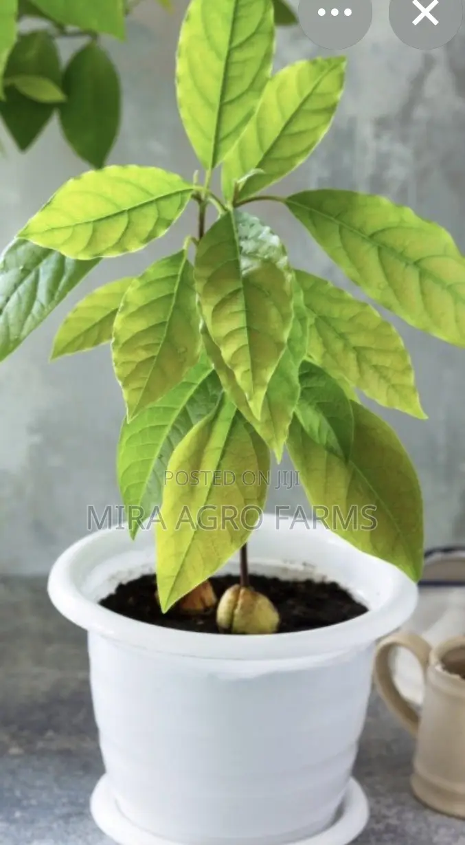Fruits, Herbs and Spices Seedlings