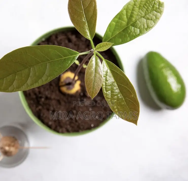 Fruits, Herbs and Spices Seedlings