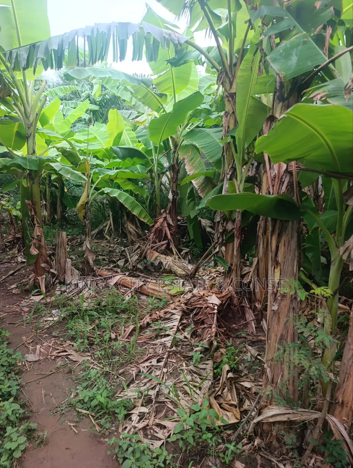 Half Plot for Sale at Pokuase Rocky Down
