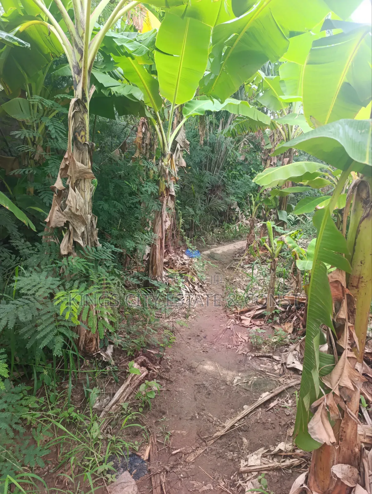 Half Plot for Sale at Pokuase Rocky Down