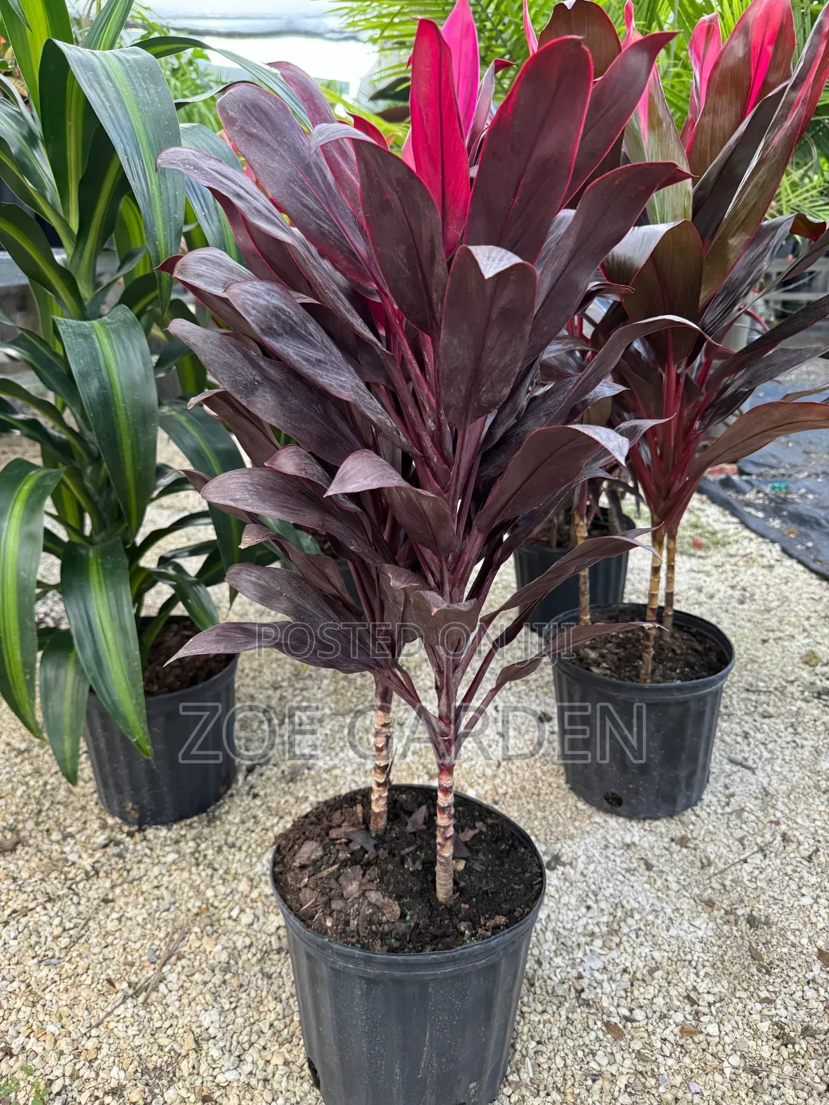 Cordyline Plant