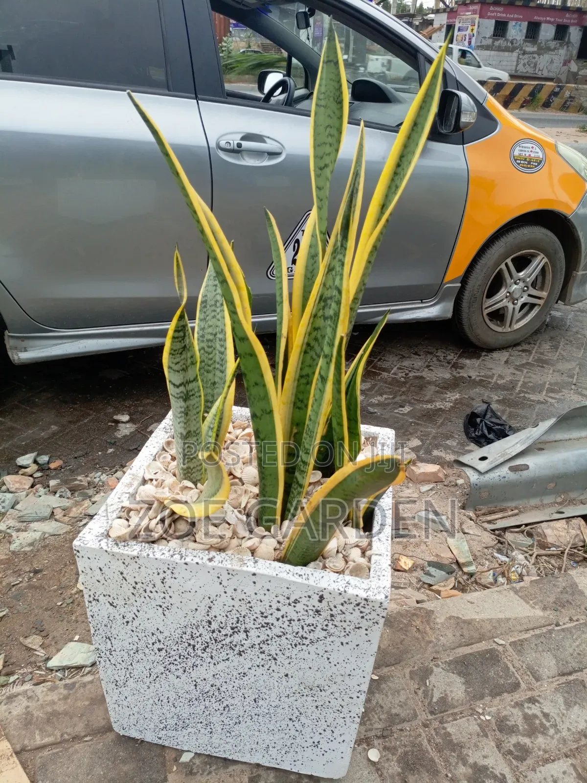 Snake Plant and Pot
