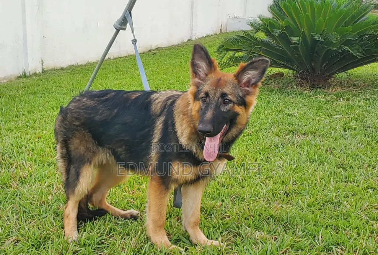 3-6 months Female Purebred German Shepherd