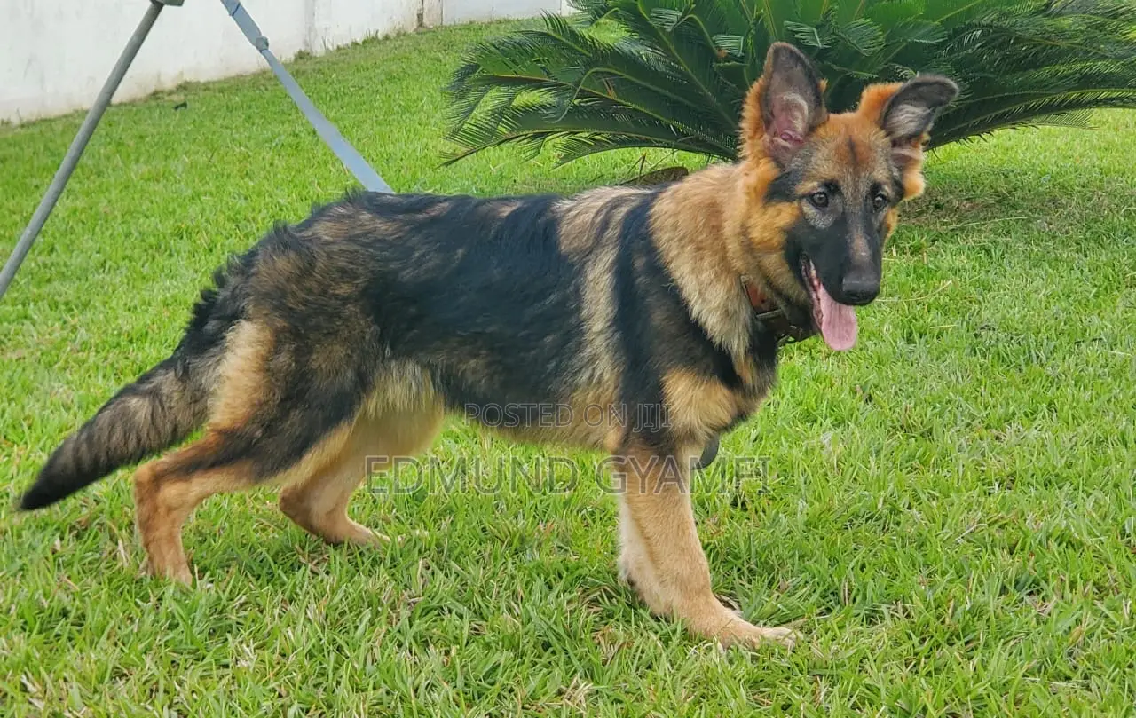 3-6 months Female Purebred German Shepherd