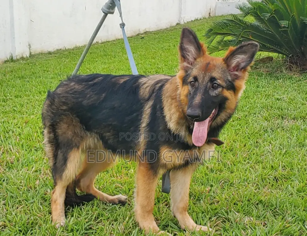 3-6 months Female Purebred German Shepherd