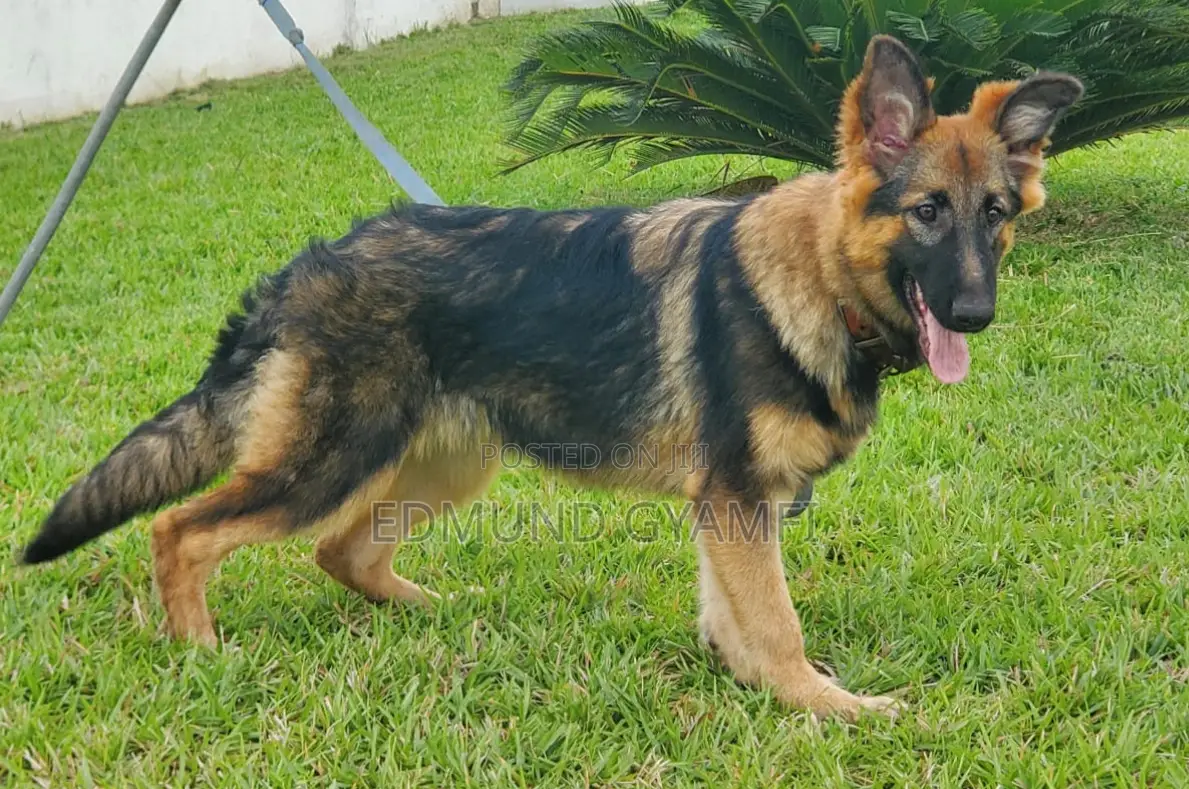 3-6 months Female Purebred German Shepherd
